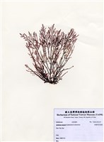 藏品(安曼司石花菜)的圖片